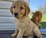 Small Photo #23 Golden Retriever Puppy For Sale in EARLHAM, IA, USA