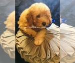 Small Photo #2 Goldendoodle Puppy For Sale in RUSKIN, FL, USA