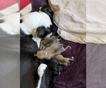 Small #2 Jack Russell Terrier Mix