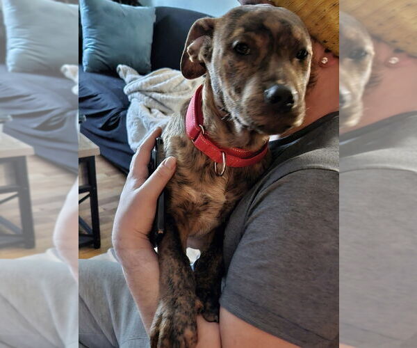 Medium Photo #8 American Staffordshire Terrier-Labrador Retriever Mix Puppy For Sale in Brewster, NY, USA