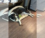 Small #1 Labrador Retriever Mix