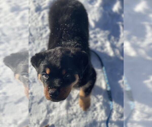 Medium Photo #3 Rottweiler Puppy For Sale in DRAPER, VA, USA
