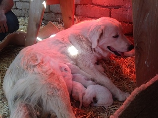 Mother of the Akbash Dog-Great Pyrenees Mix puppies born on 01/24/2019