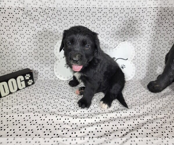 Medium Photo #31 Golden Mountain Dog Puppy For Sale in BLACK FOREST, CO, USA