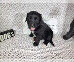 Small #8 Golden Mountain Dog