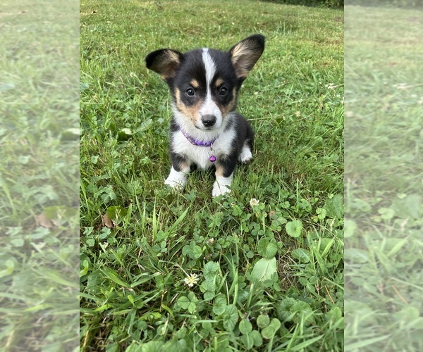 Medium Photo #31 Pembroke Welsh Corgi Puppy For Sale in PERKINSVILLE, VT, USA