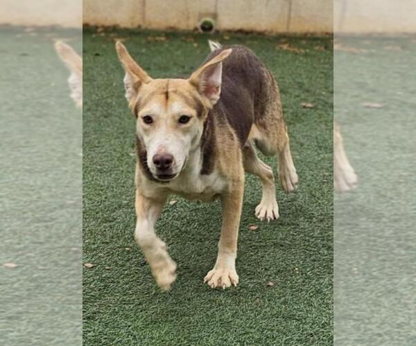 Medium Photo #6 Siberian Husky-Unknown Mix Puppy For Sale in Rockwall, TX, USA