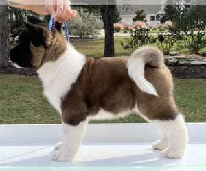 Akita Litter for sale in GEORGETOWN, TX, USA