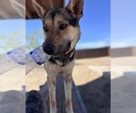 Small Photo #4 Australian Kelpie-German Shepherd Dog Mix Puppy For Sale in Incline Village, NV, USA