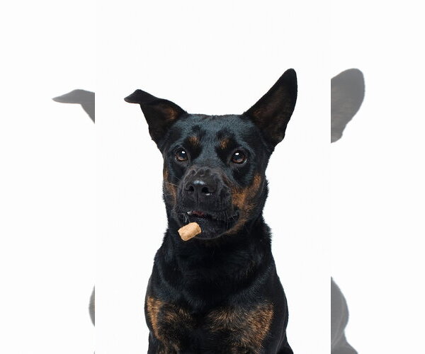 Medium Photo #7 Mutt Puppy For Sale in Houston, TX, USA