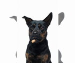Small #6 Mutt