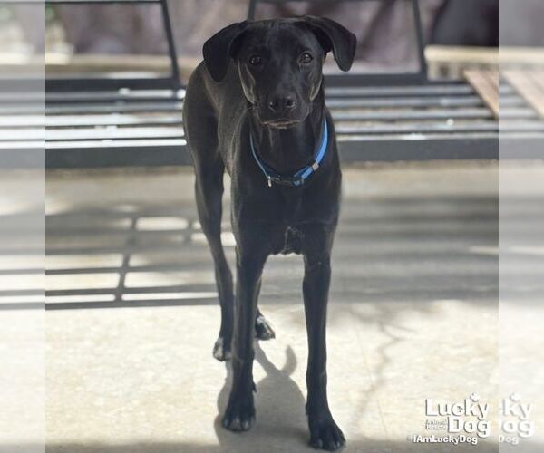 Medium Photo #4 Labrador Retriever-Retriever  Mix Puppy For Sale in Washington, DC, USA