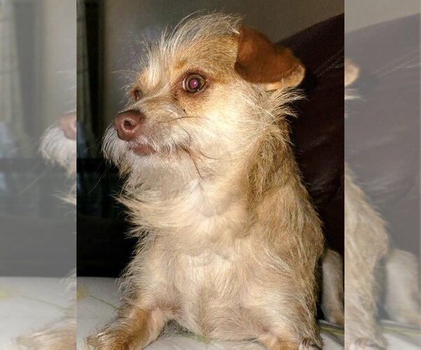 Medium Photo #2 Chihuahua-Unknown Mix Puppy For Sale in Spring, TX, USA