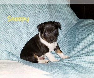 Rat Terrier Puppy for sale in CLARKRANGE, TN, USA