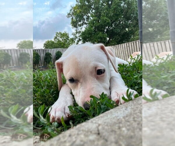 Medium Photo #3 Labbe Puppy For Sale in Aurora, IN, USA
