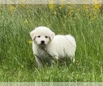 Puppy 9 Great Pyrenees