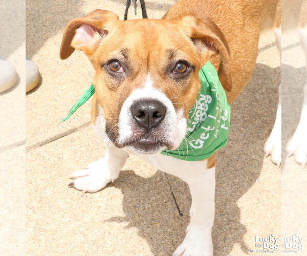 Medium Photo #3 Boxador Puppy For Sale in Washington, DC, USA