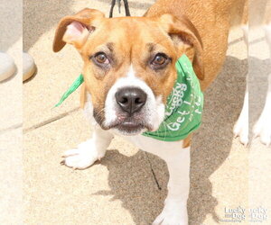 Marcie - Female Boxador Dog for Adoption - Photo #3