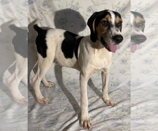 Medium Photo #3 Beagle Walker Coonhound Puppy For Sale in Wetumpka, AL, USA