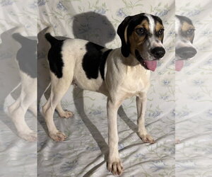 260971  Copeland - Male Beagle Walker Coonhound Dog for Adoption - Photo #3