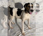 Small #2 Beagle Walker Coonhound