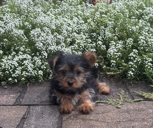 Yorkshire Terrier Puppy for sale in CANOGA, NY, USA