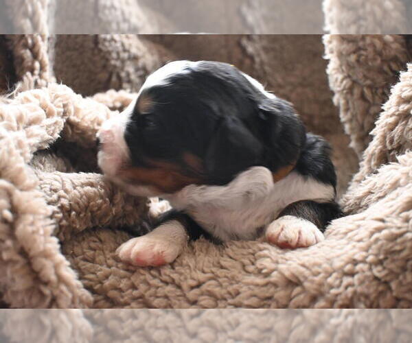 Medium Photo #34 Bernedoodle Puppy For Sale in ELMWOOD, IL, USA
