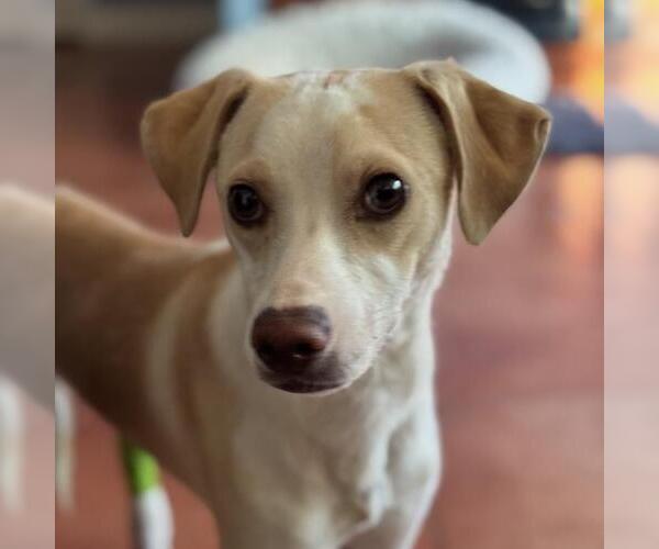 Medium Photo #3 Unknown-Whippet Mix Puppy For Sale in San Diego, CA, USA