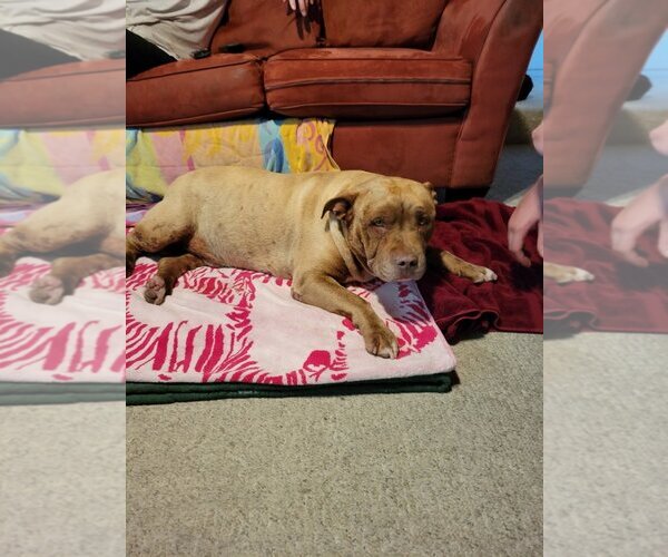 Medium Photo #4 American Pit Bull Terrier-Unknown Mix Puppy For Sale in Dana Point, CA, USA