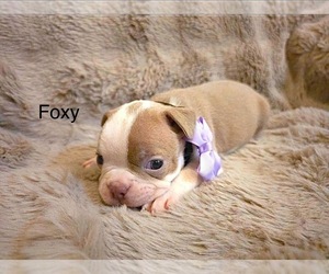 Boston Terrier Puppy for sale in MINERAL WELLS, WV, USA