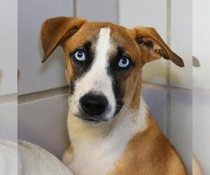 Mutt Dogs for adoption in San Antonio, TX, USA