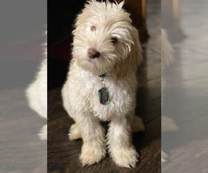 Australian Cobberdog Puppy for Sale in SHAWNEE, Kansas USA