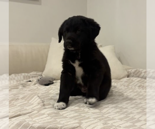 Medium Photo #2 Great Pyrenees-Unknown Mix Puppy For Sale in Brooklyn, NY, USA