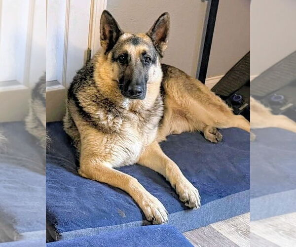 Medium Photo #1 German Shepherd Dog Puppy For Sale in Mobile, AL, USA