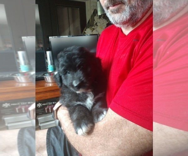 Medium Photo #9 Aussiedoodle Puppy For Sale in MARION, TX, USA