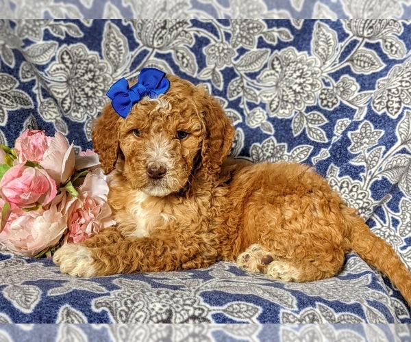 Medium Photo #4 Goldendoodle Puppy For Sale in GLEN ROCK, PA, USA