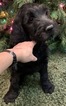 Small Photo #10 Goldendoodle Puppy For Sale in MORGANTOWN, IN, USA