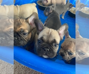 French Bulldog Puppy for sale in VICTORVILLE, CA, USA