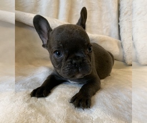 French Bulldog Puppy for sale in JOHNS ISLAND, SC, USA