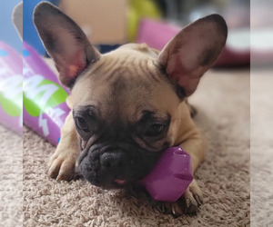 French Bulldog Puppy for sale in SAINT PETERSBURG, FL, USA