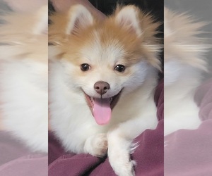 Pomeranian Puppy for sale in GEORGETOWN, KY, USA