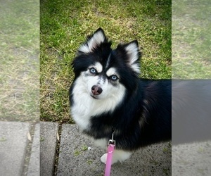 Mother of the Miniature Australian Shepherd-Pomsky Mix puppies born on 06/20/2026