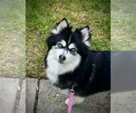 Small Photo #1 Miniature Australian Shepherd-Pomsky Mix Puppy For Sale in CHICAGO, IL, USA
