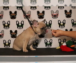 Small Photo #65 French Bulldog Puppy For Sale in TACOMA, WA, USA
