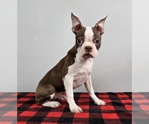 Boston Terrier Puppy for sale in FRANKLIN, IN, USA