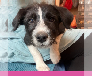 Border-Aussie Puppy for sale in CAMARILLO, CA, USA