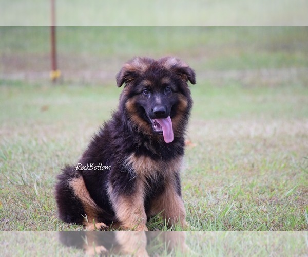Medium Photo #2 German Shepherd Dog Puppy For Sale in MORRILTON, AR, USA