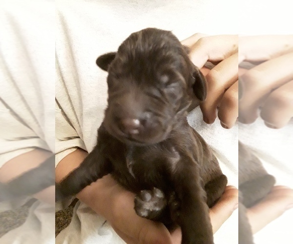 Medium Photo #6 Goldendoodle-Labrador Retriever Mix Puppy For Sale in KALISPELL, MT, USA
