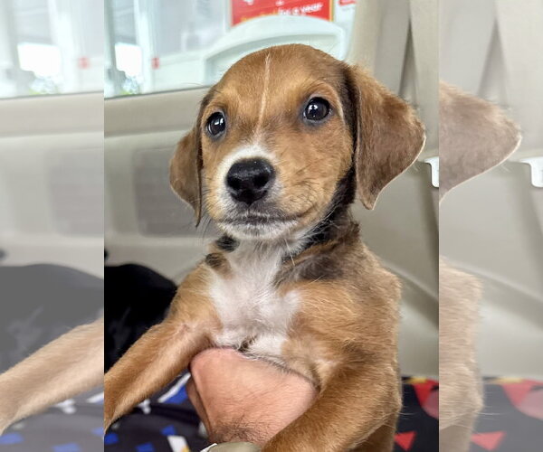 Medium Photo #5 Beagle-Unknown Mix Puppy For Sale in Jefferson, NJ, USA