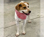 Small #5 Beagle Mix